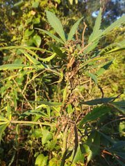 IMG_20210723_174414.jpg