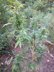 IMG_20210729_184015.jpg
