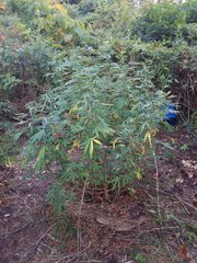 IMG_20210729_184038.jpg