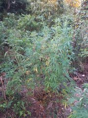 IMG_20210729_184104.jpg