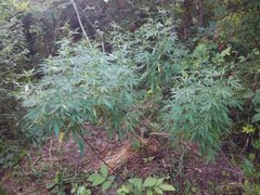 IMG_20210729_184244.jpg