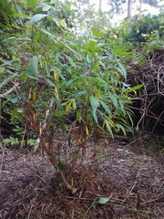 IMG_20210729_184326.jpg