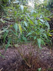 IMG_20210729_184527.jpg