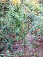 IMG_20210730_152004.jpg