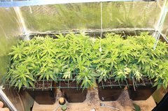 multivas  bruce banner , weeding cake