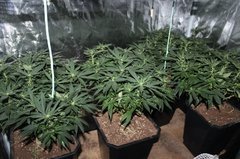 fin  du  strech , pulvé  de micro  3 fois  par semaine  12/12 +15
