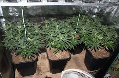 fin  du  strech , pulvé  de micro  3 fois  par semaine  12/12 +15
