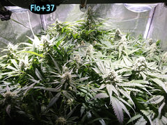 Flo+37