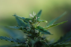 GORILLA GLUE AUTO OUT