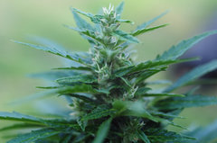 GORILLA GLUE AUTO OUT