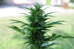 GORILLA GLUE AUTO OUT