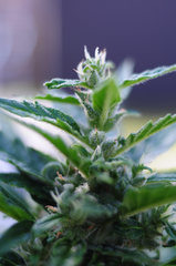 GORILLA GLUE AUTO OUT