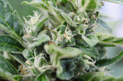 GORILLA GLUE AUTO OUT