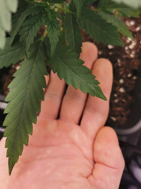 240606809_628511328114131_5196617578567912047_n.thumb.jpg.095caf6daae80b87ae15e6e7b1a282cd.jpg
