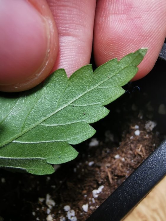 241044719_235556205020271_718104603120394173_n.jpg