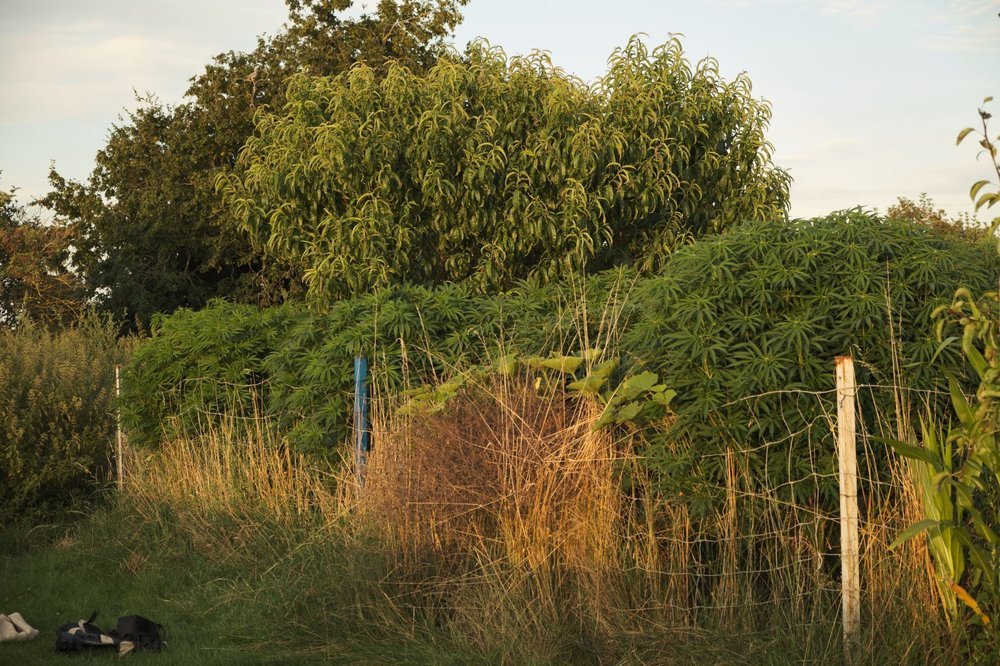 DSCF2614 - Copie.jpg