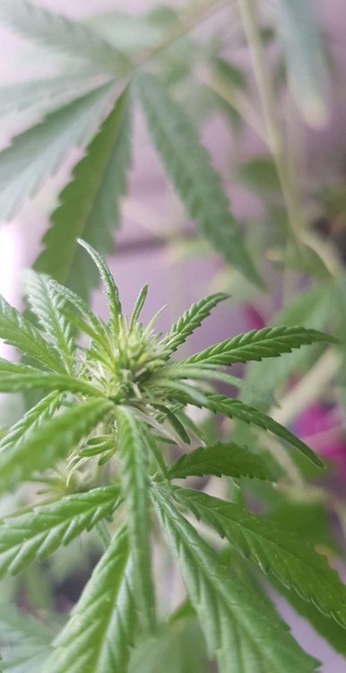 Snapchat-888277749.jpg