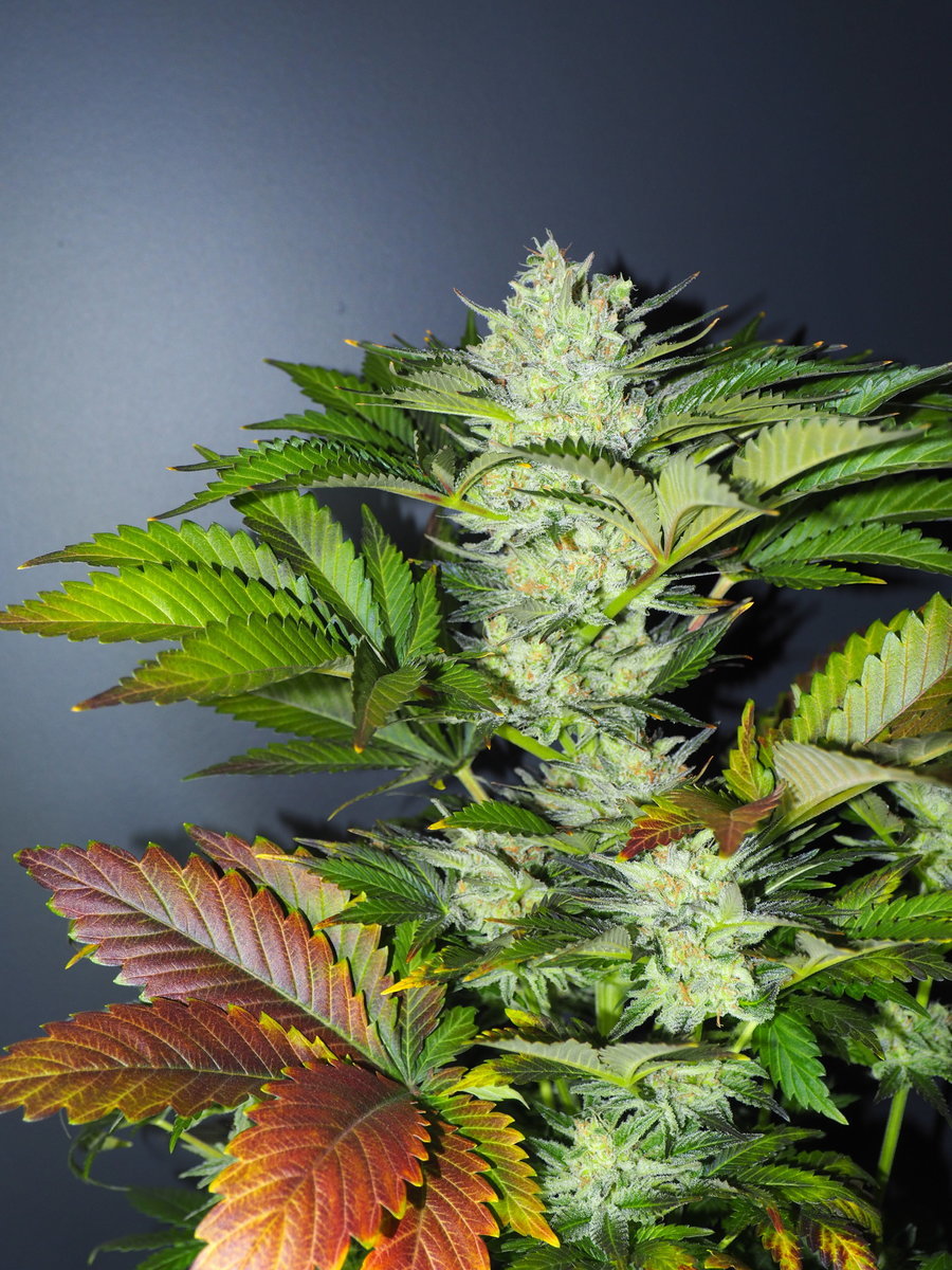 AFGHANI1 FLO 49 (9).JPG