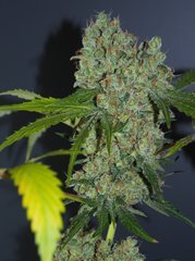 DURBAN FLO 63 (12).jpg