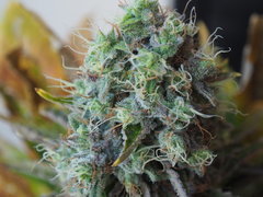 shiva skunk (1).JPG