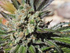 AFGHANI#1FLO 65 (17).JPG