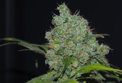 Sensi seed session 2020-2021