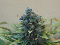 AFGHANI#1 FLO75 (3).JPG