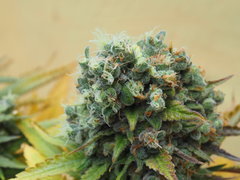 NL5xHAZE flo70 (8).JPG
