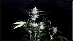 FLO+39 Buddha Kush OG.JPG