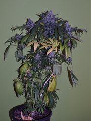 SILVER FIRE FLO63 (15).jpg