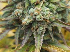 NL5xHAZE flo70 (17).JPG