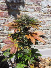 AFGHANI#1FLO 65 (1).JPG