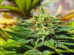 SKUNK FLO50 (8).JPG