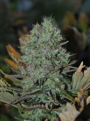 shiva skunk (24).JPG