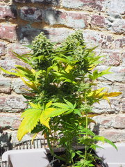NL5xHAZE FLO60 (2).JPG