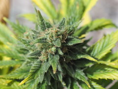 NL5xHAZE FLO 65 (15).JPG