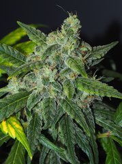 SILVER FIRE FLO63 (13).jpg