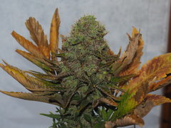 shiva skunk (14).JPG
