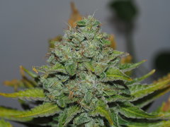 shiva skunk (5).JPG