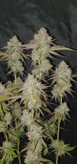 Wifi43 x zombie kush