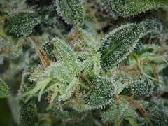 SILVER FIRE FLO63 (8).jpg