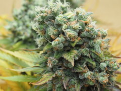 NL5xHAZE flo70 (13).JPG
