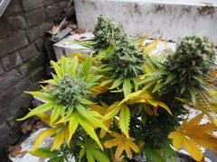 AFGHANI#1 FLO70 (5).JPG