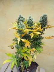 NL5xHAZE flo70 (3).JPG