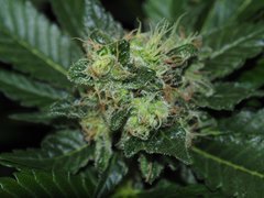 BLACK DOMINA FLO 65 (11).jpg