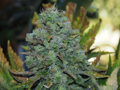 shiva skunk (26).JPG