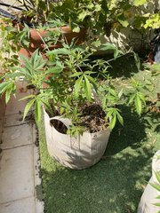 Strawpicanna #3