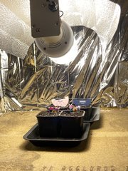 38059699-7CDE-4D09-A2CA-315B818D5826.jpeg