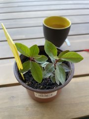 Catha Edulis