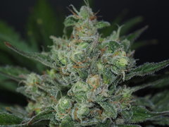 AFGHANI1 FLO 49 (13).JPG